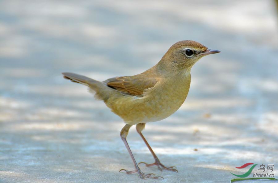 点颏国庆节再拍蓝点颏分享