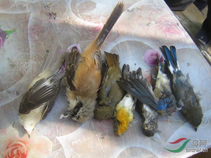 (沪)在崇明东滩被非法网捕猎杀的7只林鸟(2013.9.27)