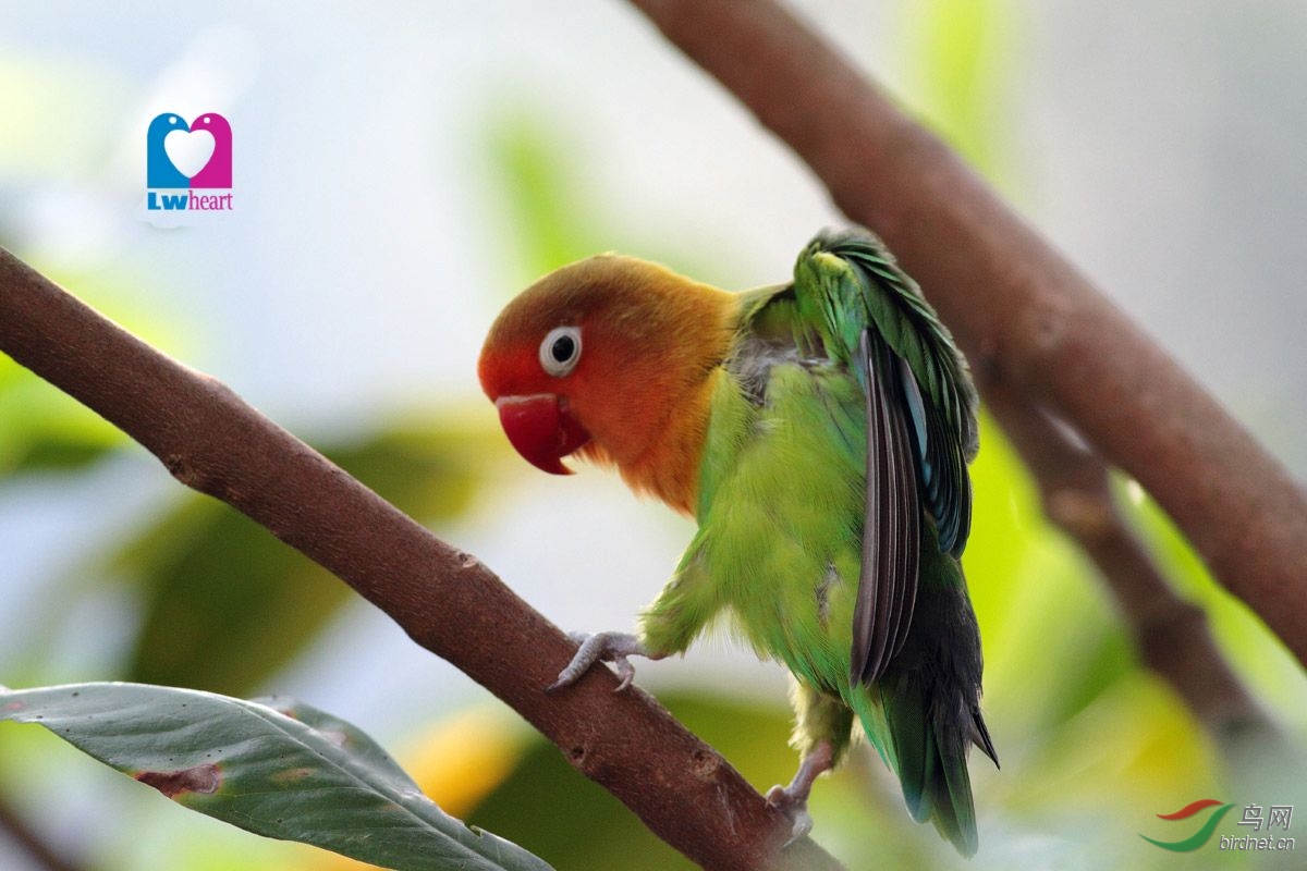仙湖逸鸟黄领牡丹鹦鹉