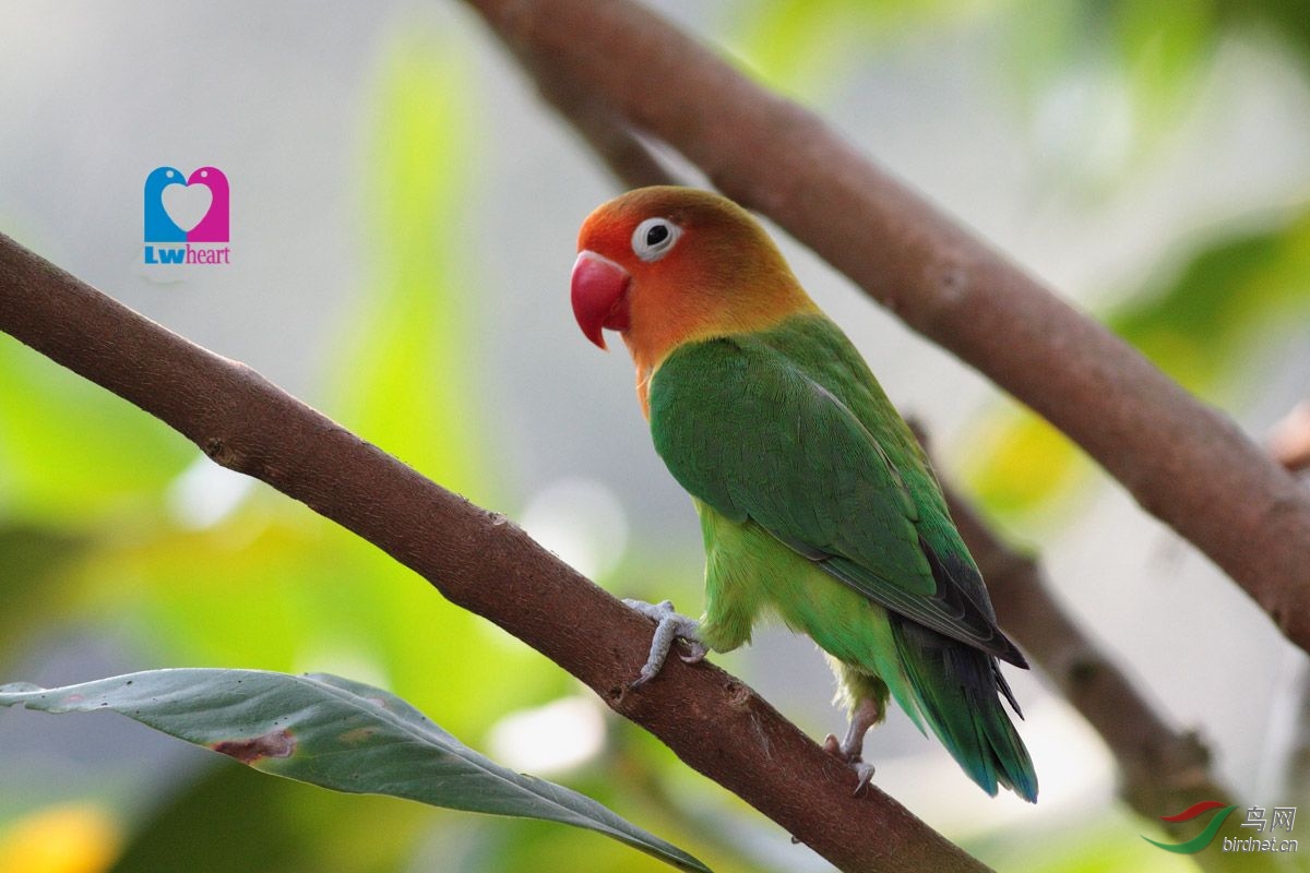仙湖逸鸟黄领牡丹鹦鹉