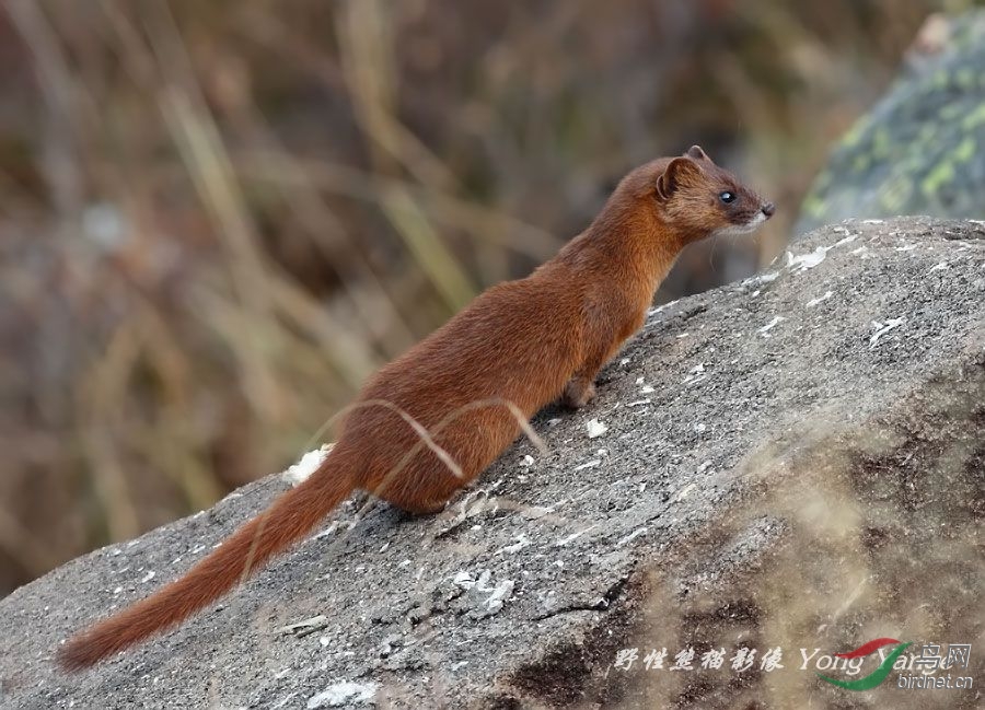 怎样有效驱赶黄鼠狼 223719ts1s2s20s2x2dp2d.jpg