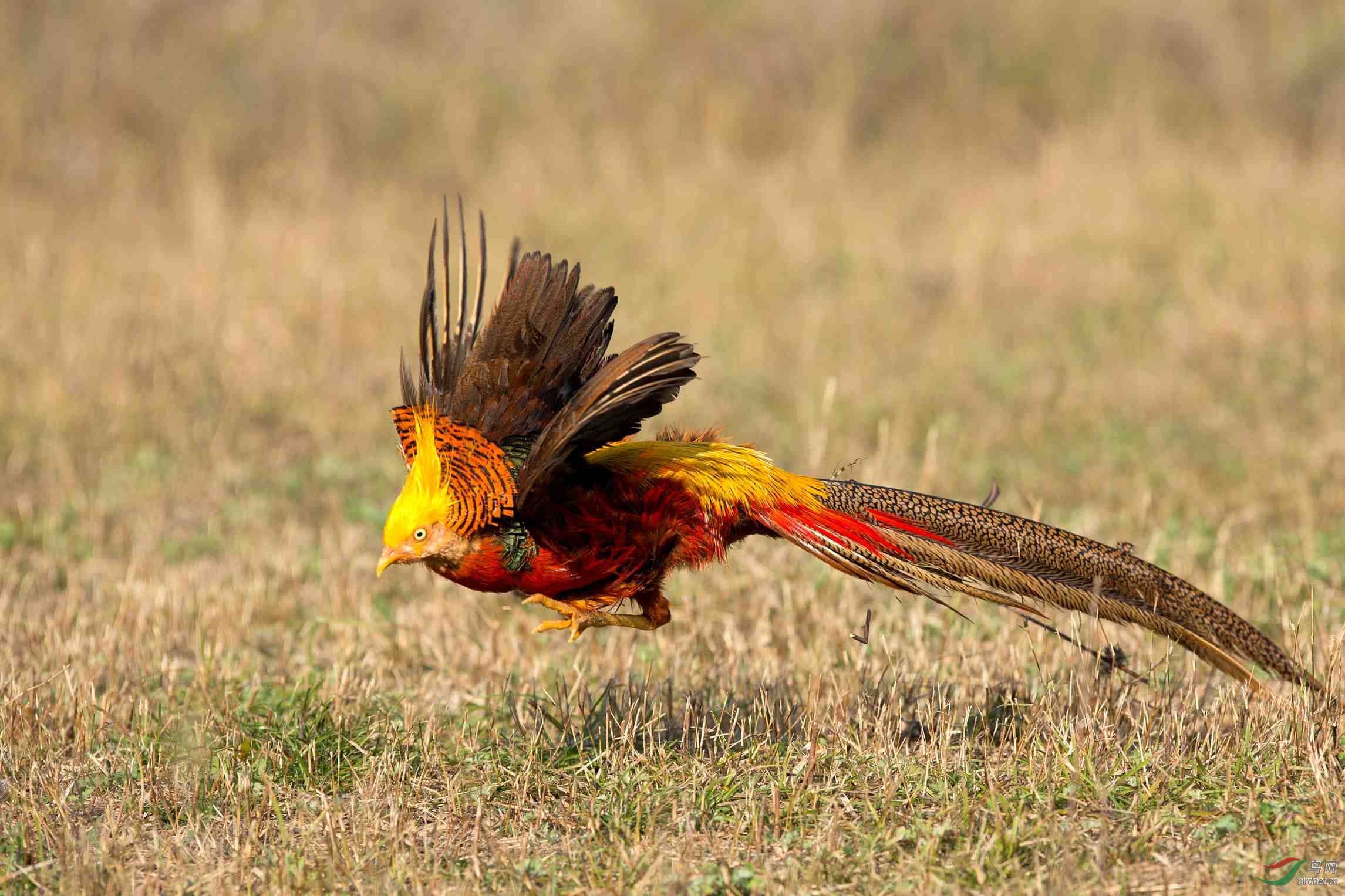 锦鸡中的战斗鸡