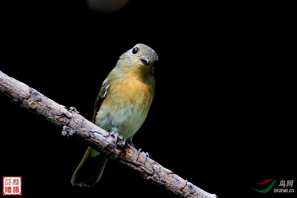 可爱的小精灵—海南蓝仙鹟雌鸟