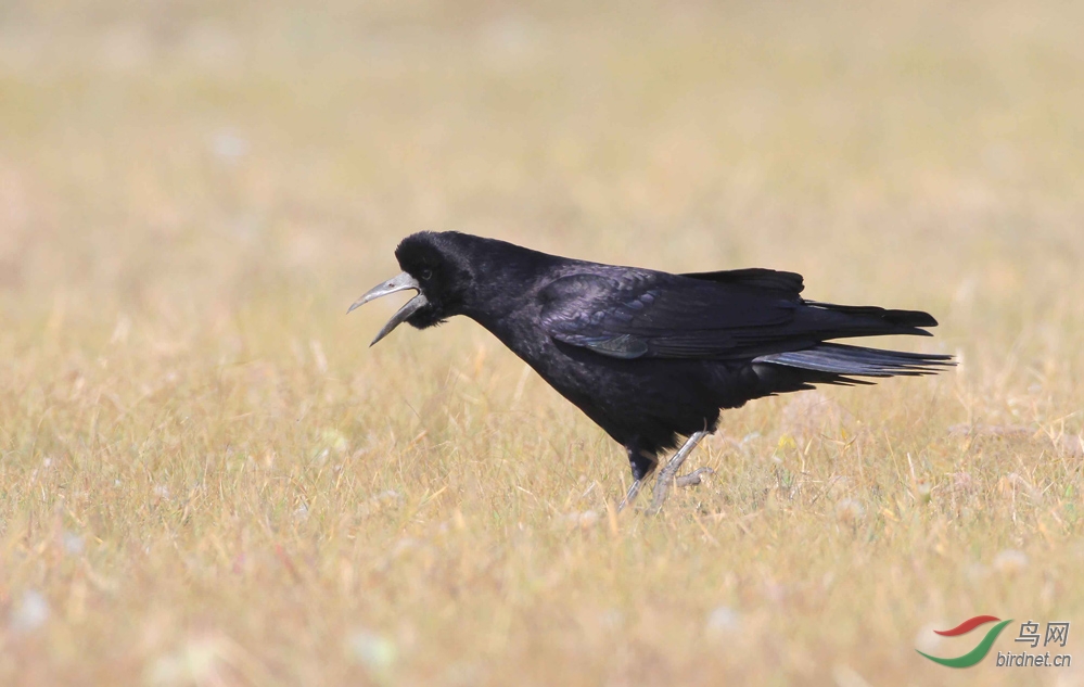 秃鼻乌鸦 - 林鸟版 鸟网