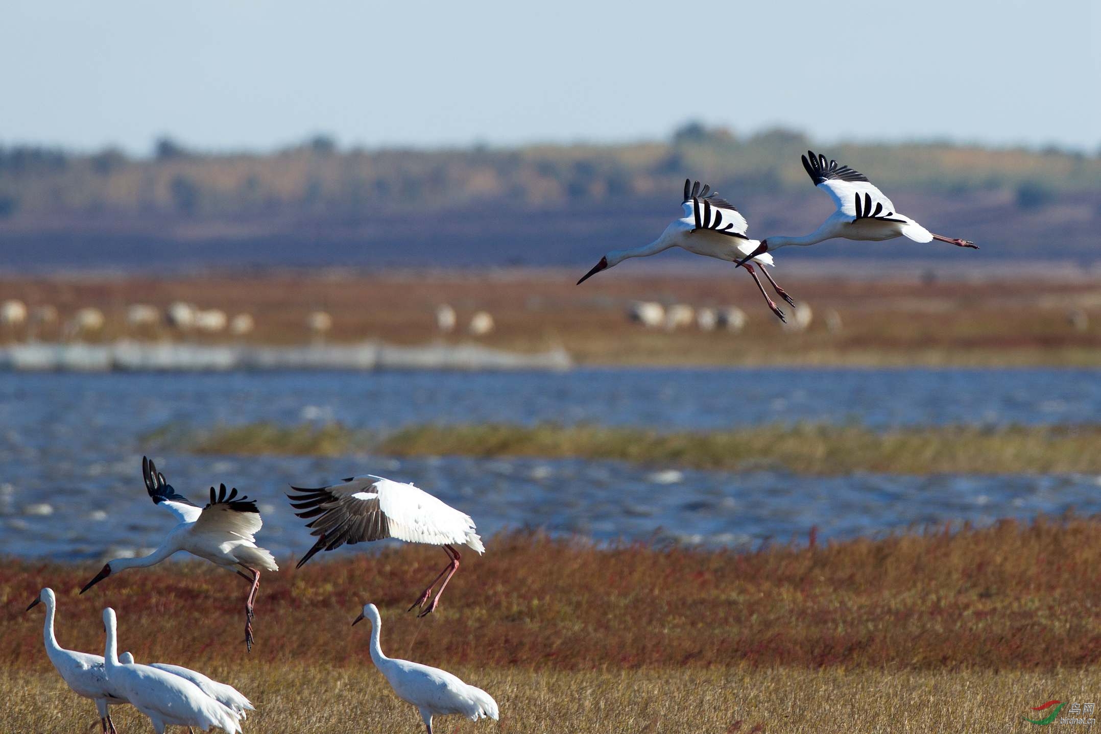 印象深刻的莫莫格湿地拍白鹤