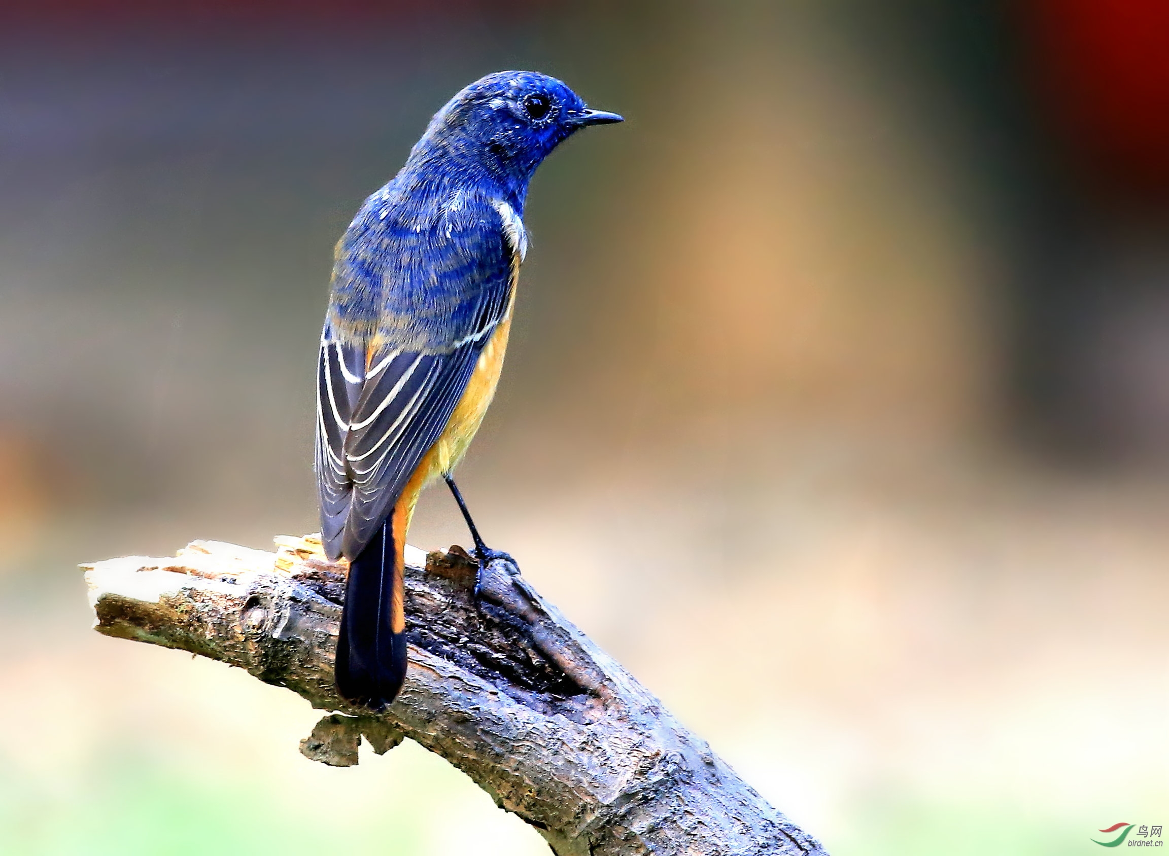 换毛中的蓝额红尾鸲