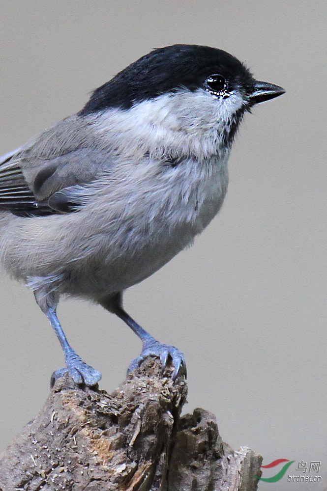 坚强的小鸟沼泽山雀一只爪子有残疾