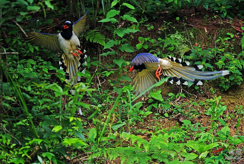 [憾事] 红嘴蓝雀大战大王蛇