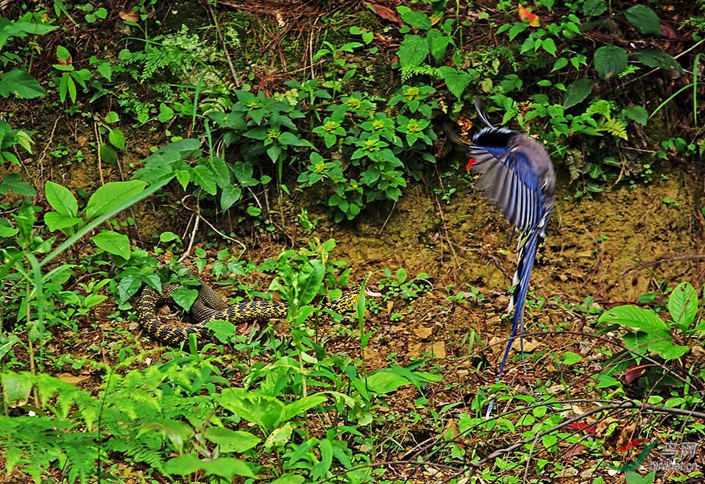 (红嘴蓝鹊)[憾事] 红嘴蓝雀大战大王蛇
