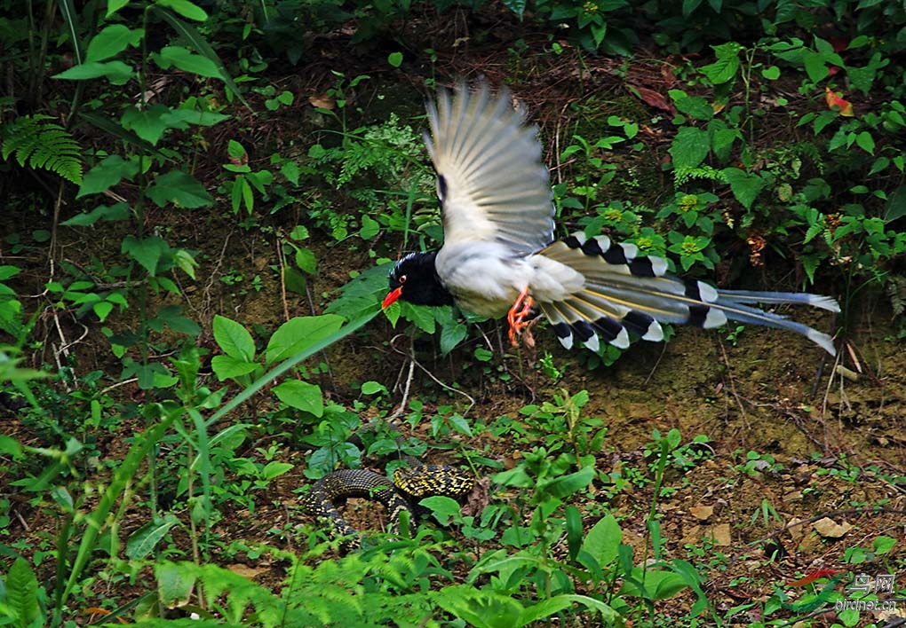 [憾事] 红嘴蓝雀大战大王蛇