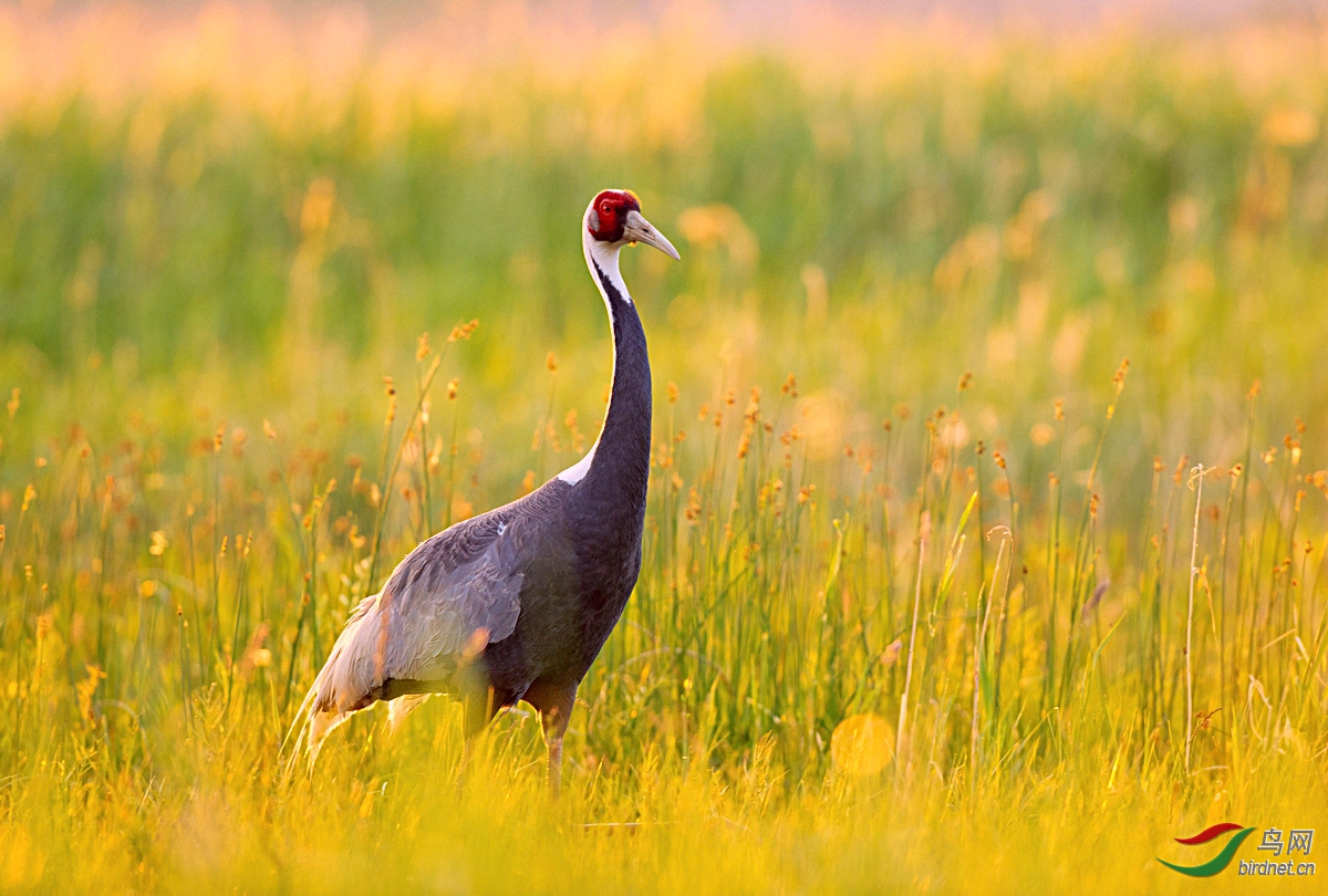 白枕鹤祝贺内蒙开版