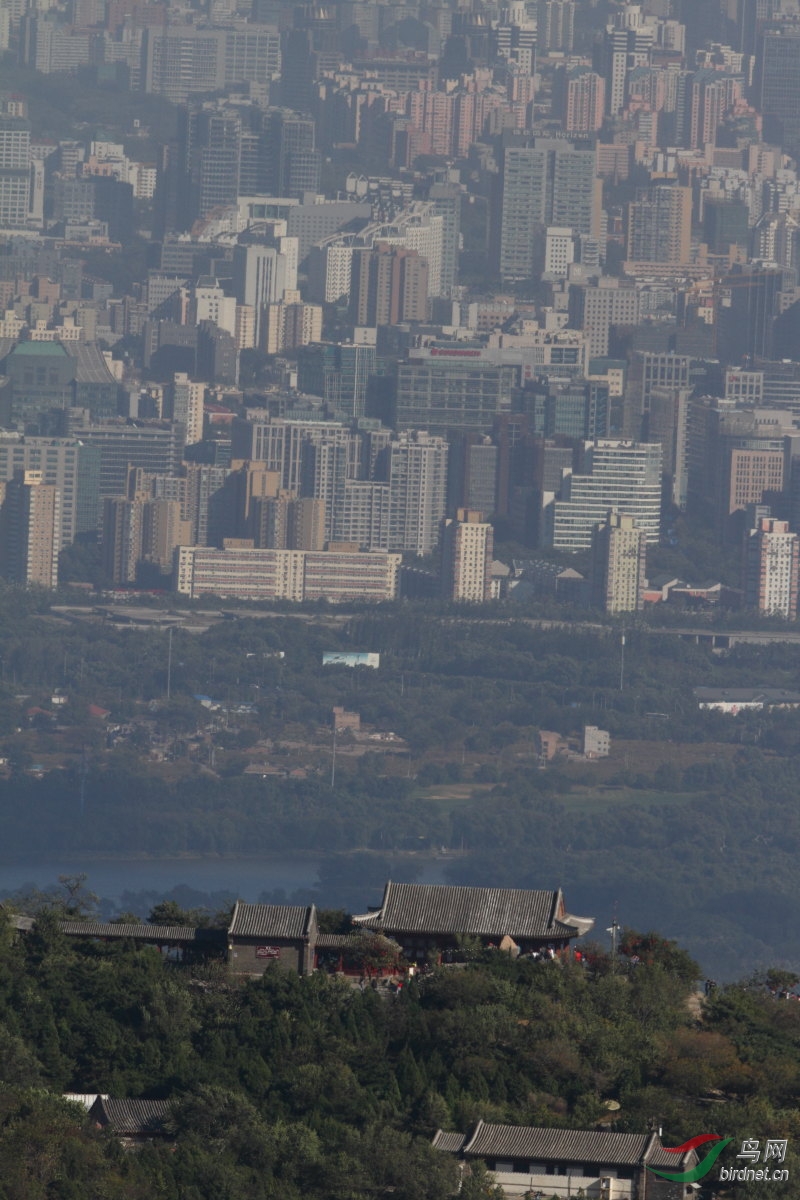 20131011香山望京楼猛禽迁徙