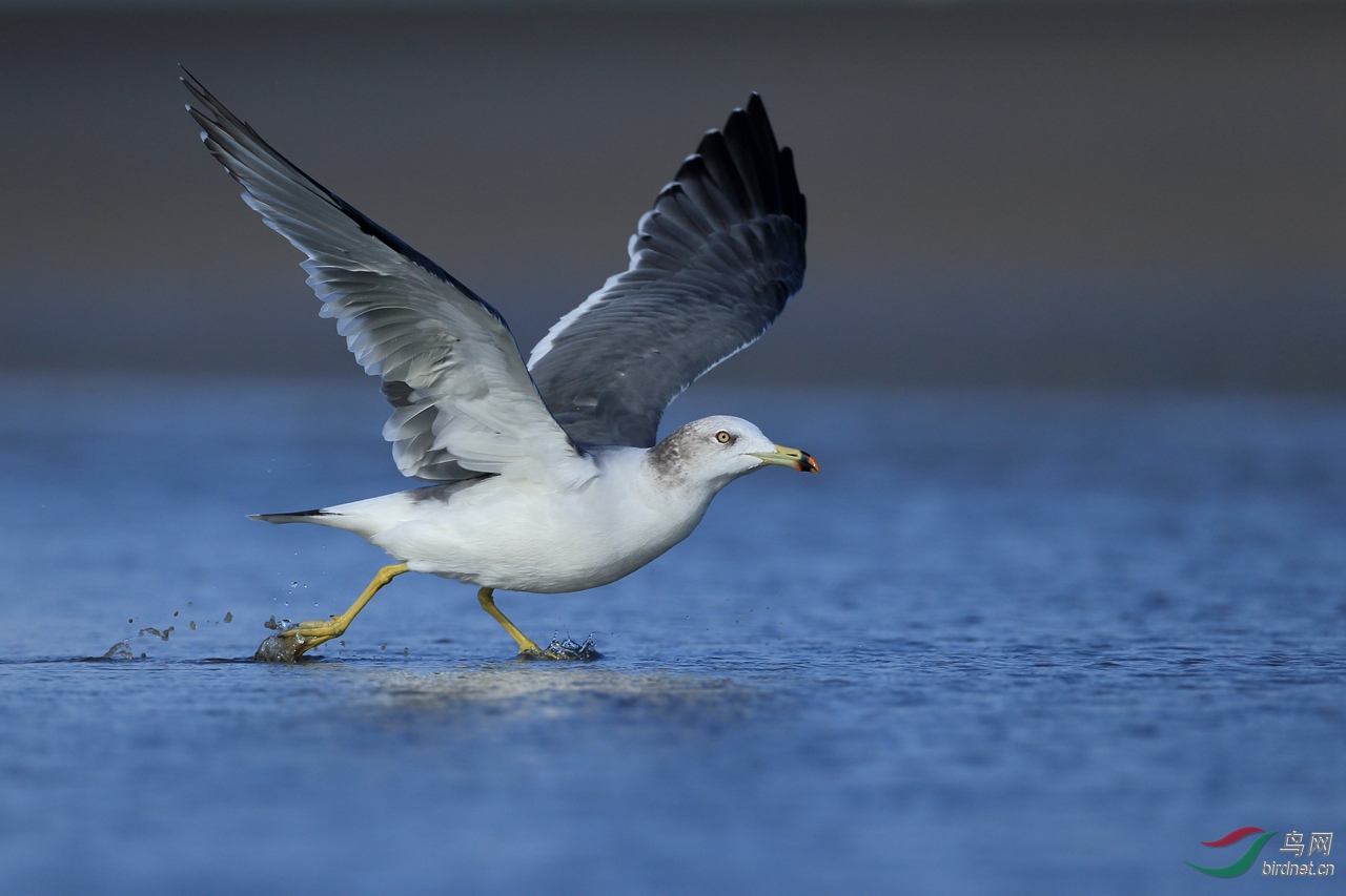 发一组贼鸥全当充数
