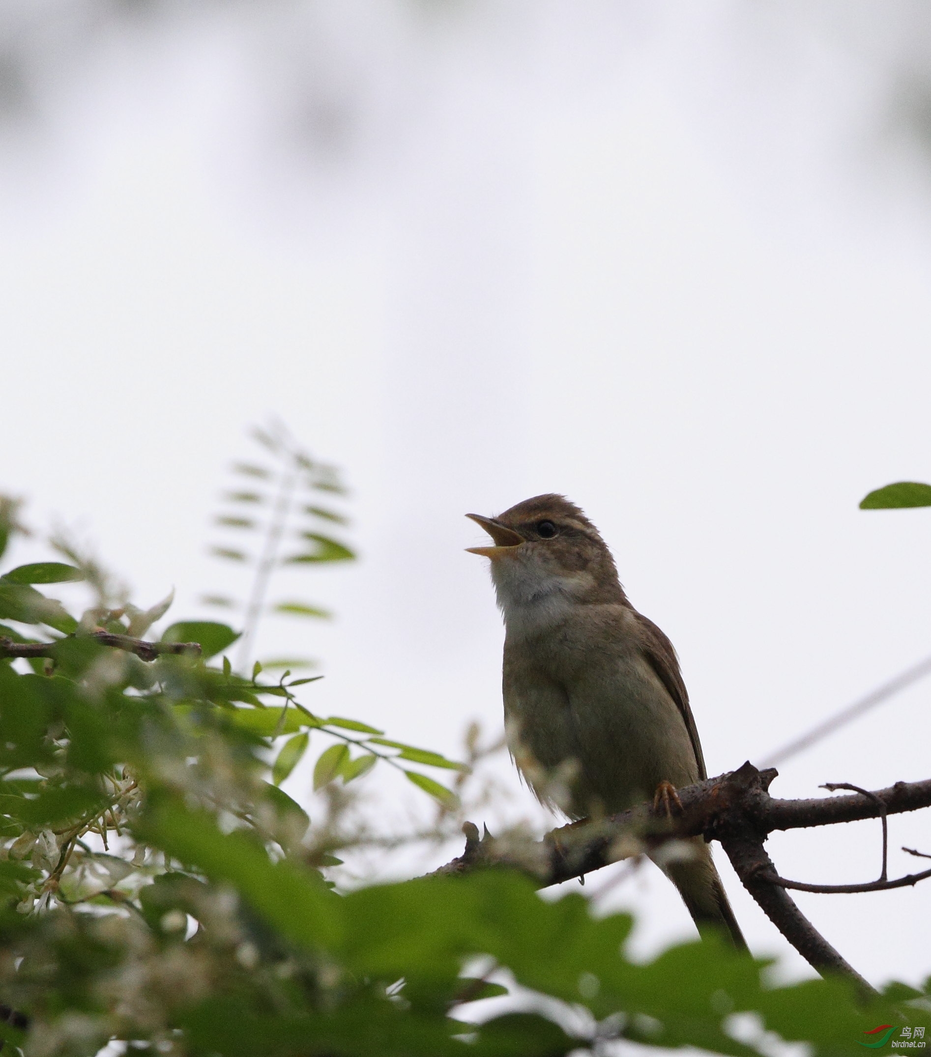 董寨鸟类自然保护区图片
