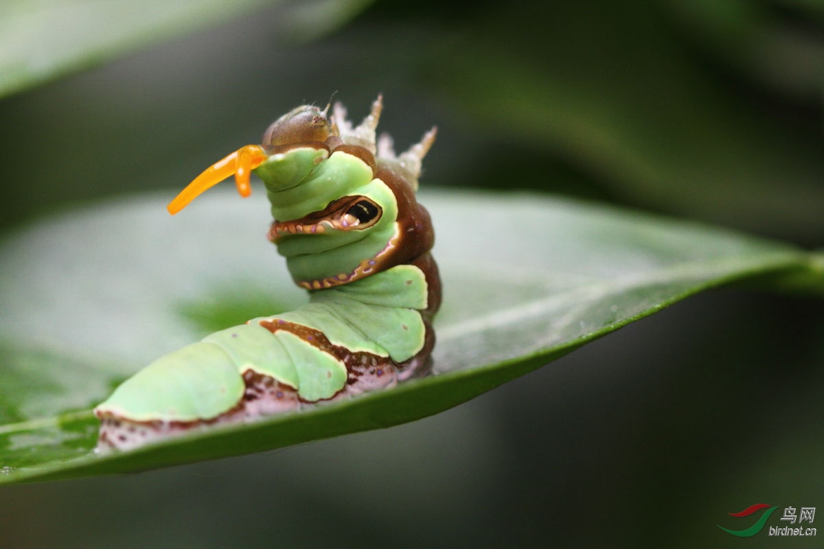 花椒凤蝶幼虫露出恐吓红触须_mg_0821.jpg