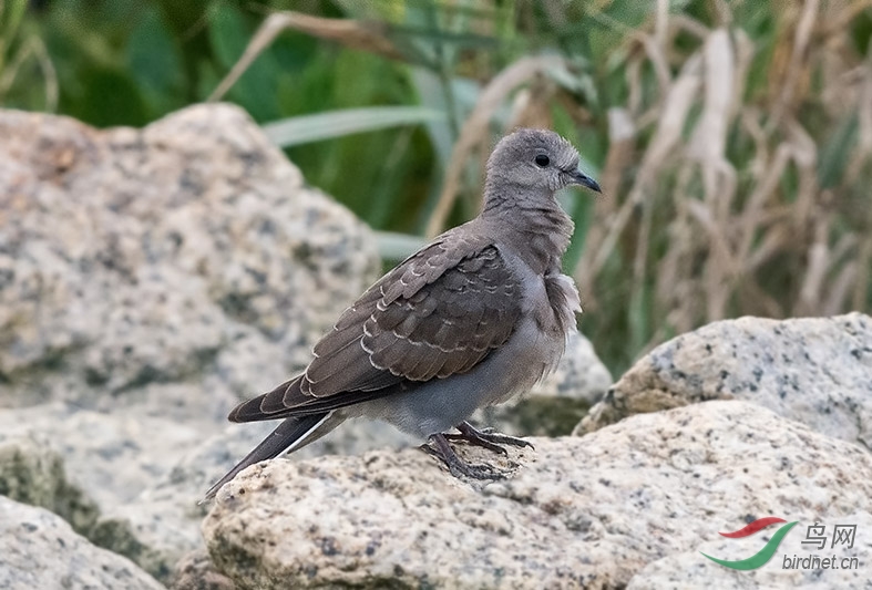 請教鳥名班鳩