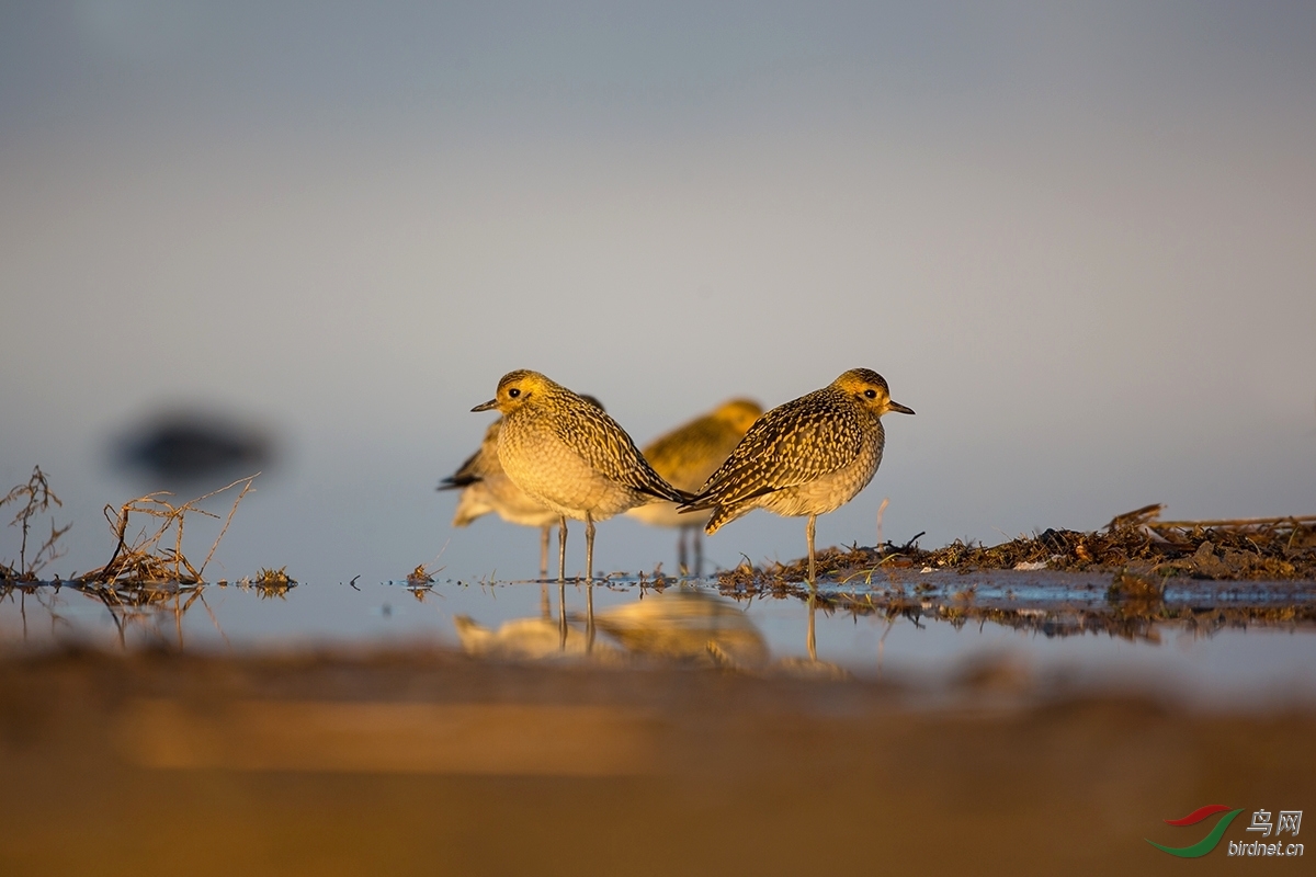 金鸻晨雾中的金斑鸻