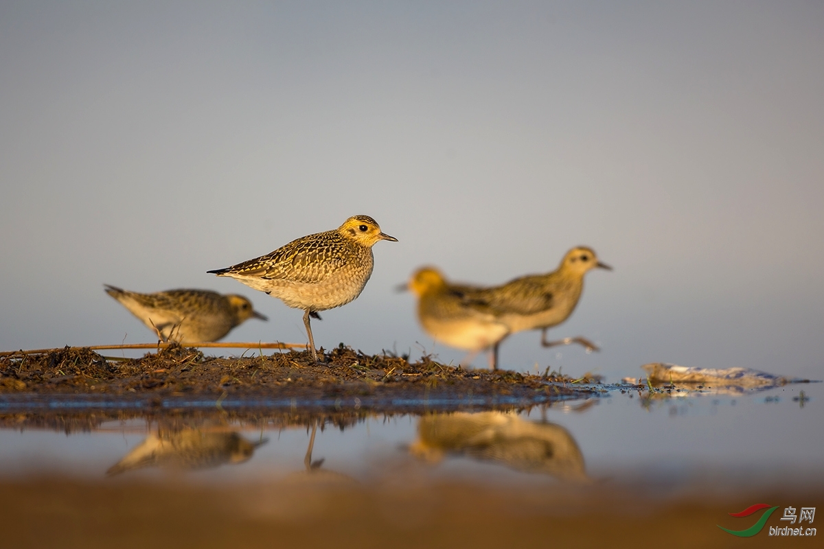金鸻晨雾中的金斑鸻