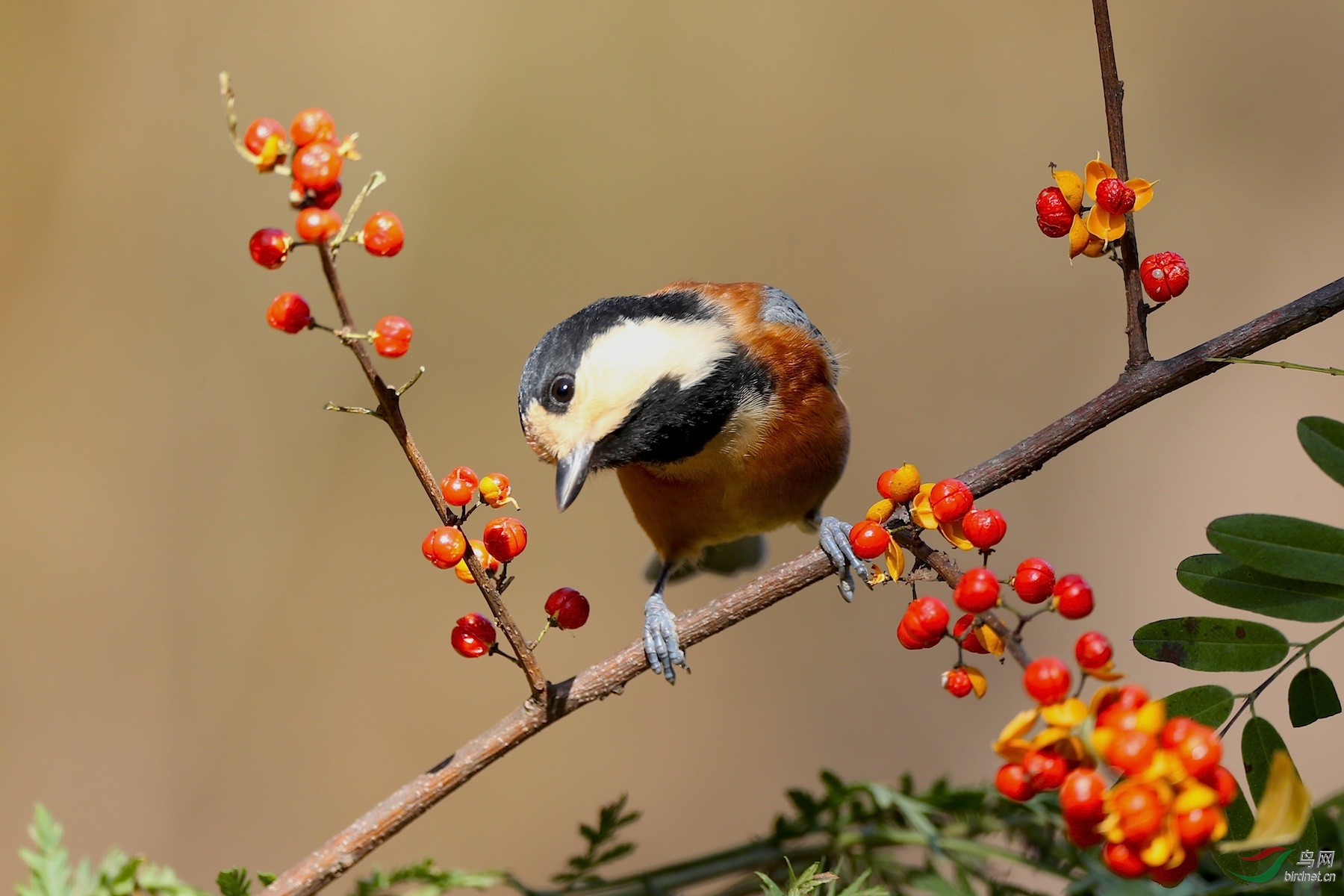 杂色山雀红果图