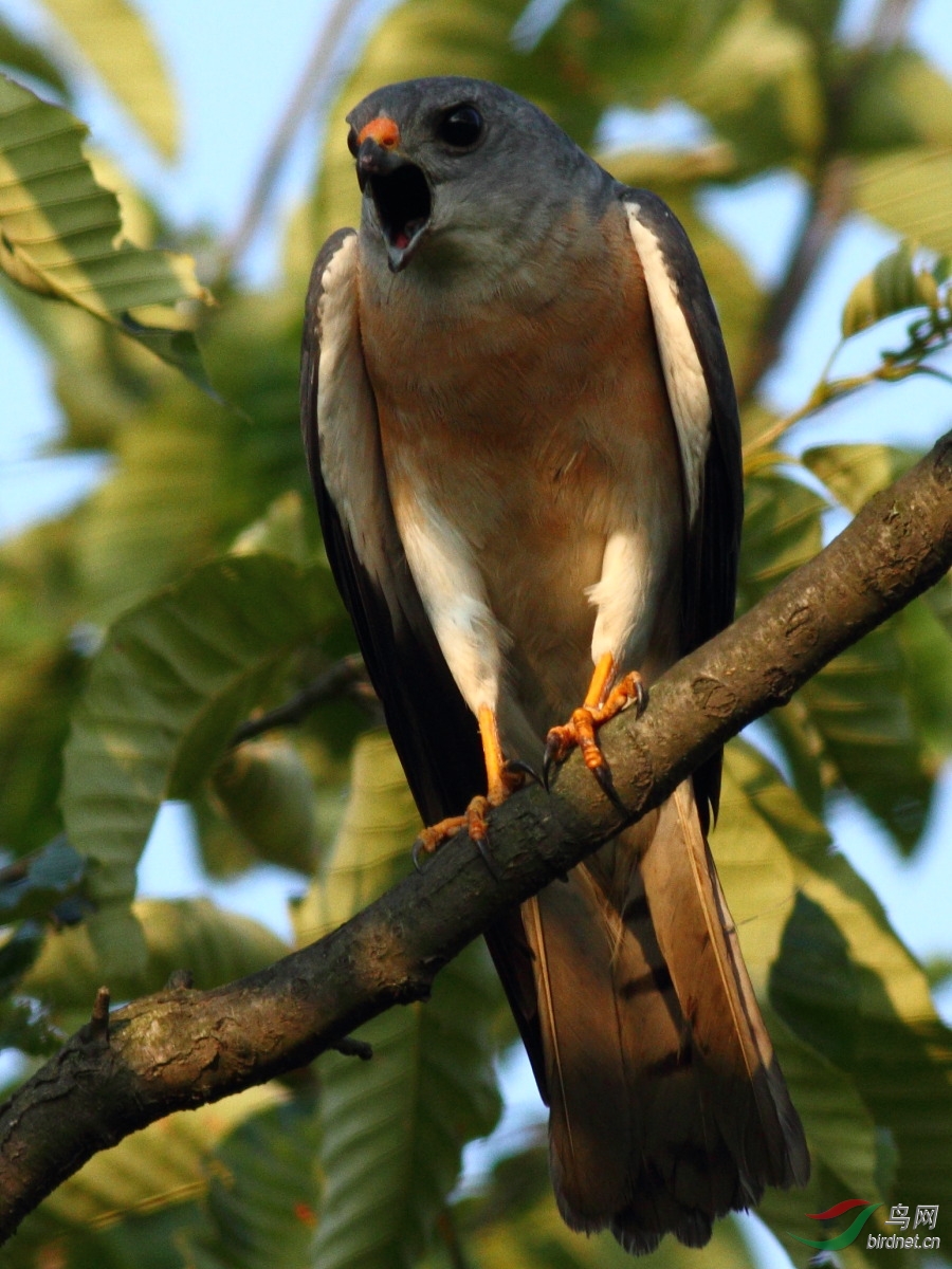 201206赤腹鷹雄鳥鳴叫警戒