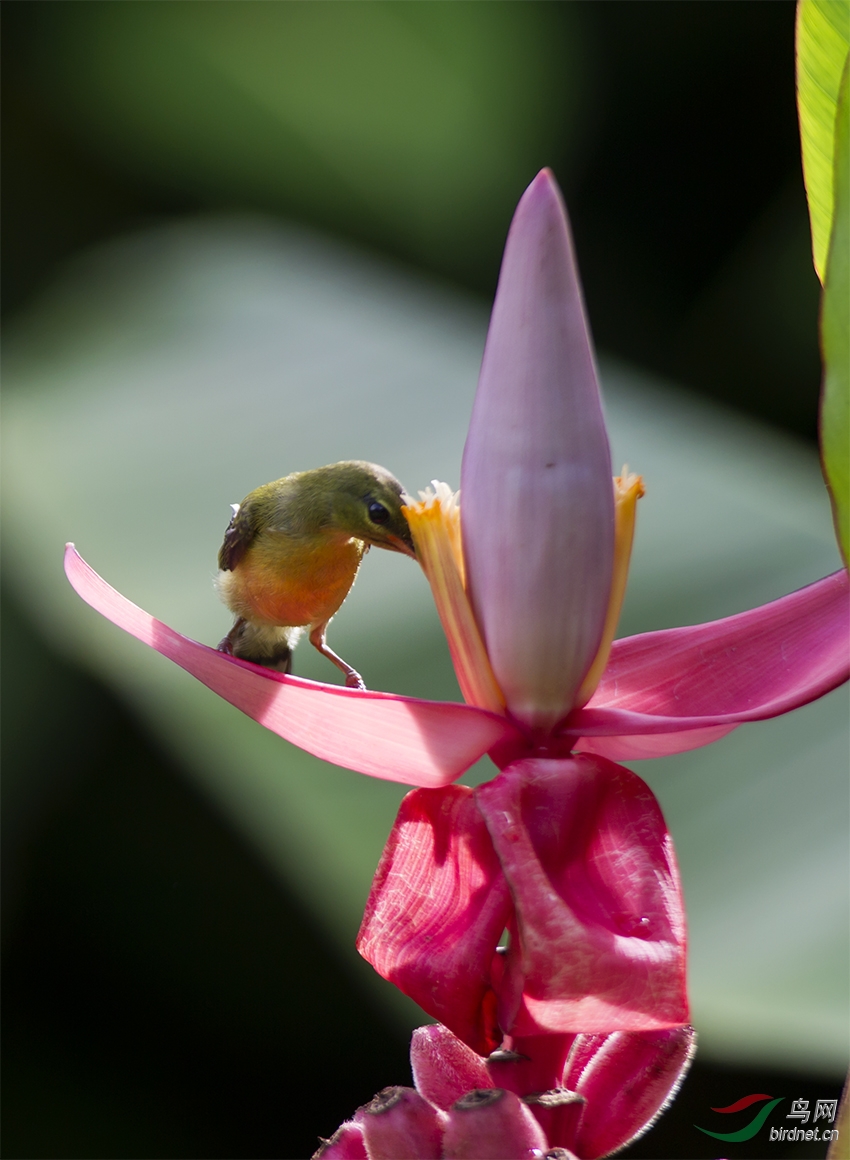 蕉蕾上的太阳鸟mm