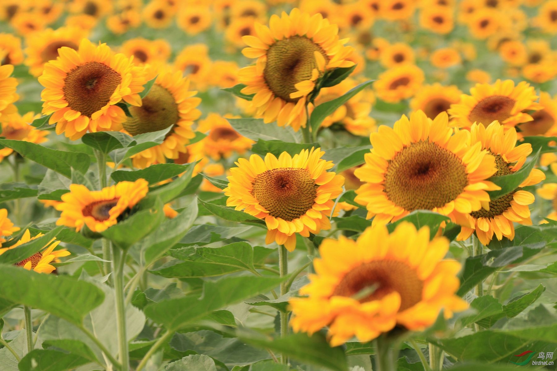 湖南省植物园葵花园有约二个足球场大,秋天里十多个品种的葵花竞相