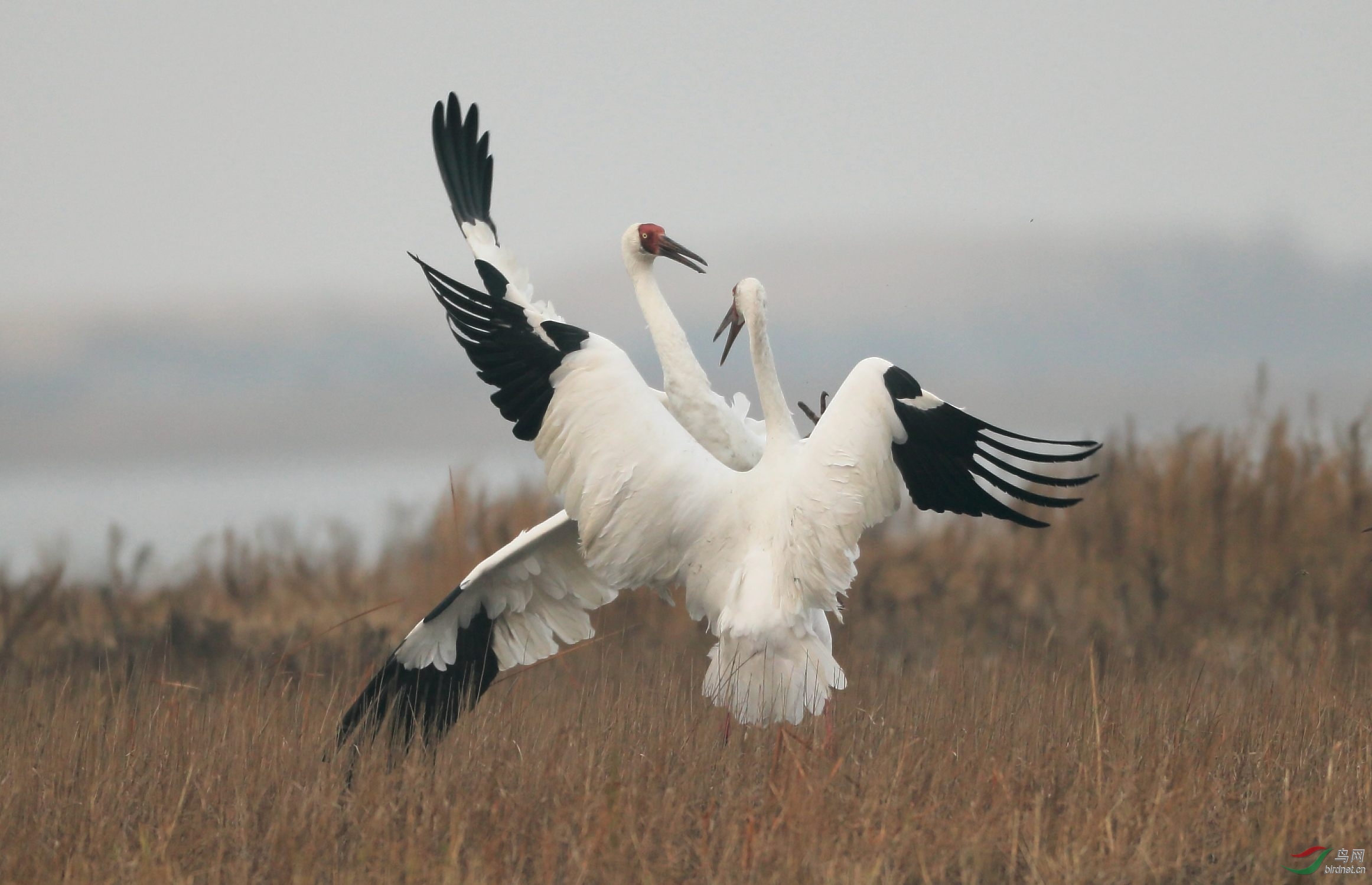 天气不太好,但白鹤打斗的姿态还行!:z