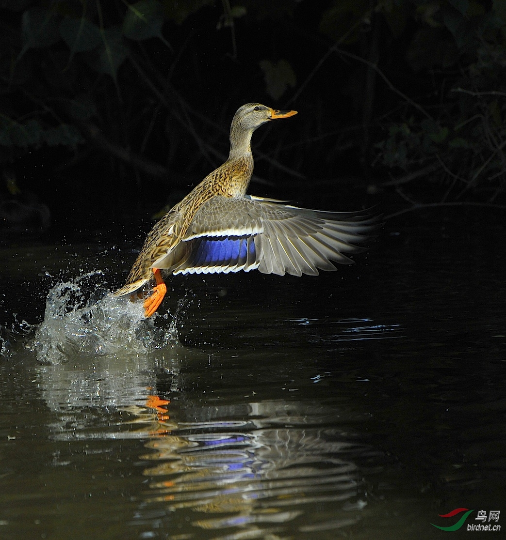 美国洛杉矶拍摄野生绿头鸭17