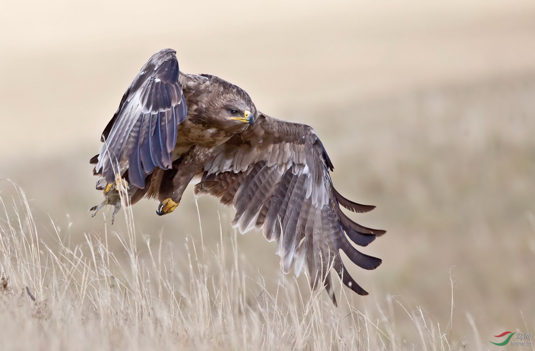 草原雕及爪中猎物1