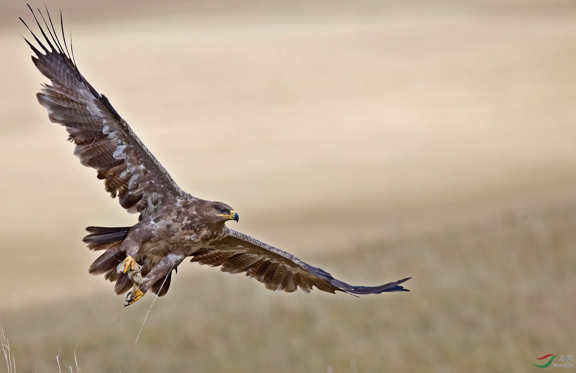 草原雕及爪中猎物3