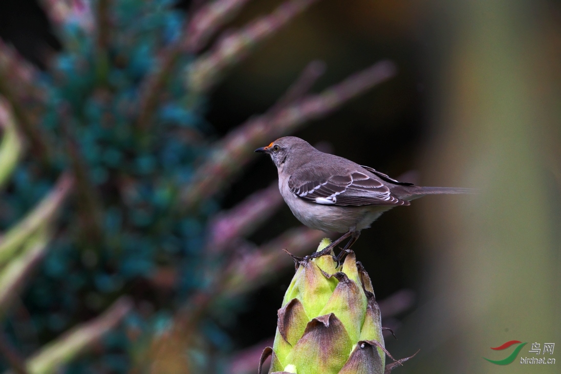 小嘲鸫英文名northernmockingbird
