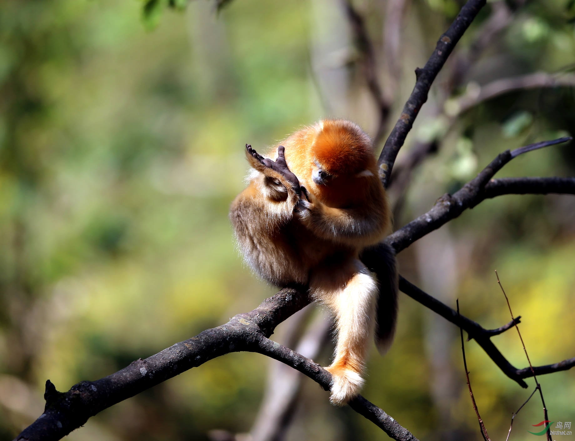 陕西秦岭拍的金丝猴