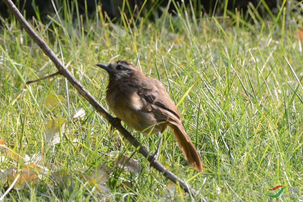 在西安交通大学校园里拍到的鸟