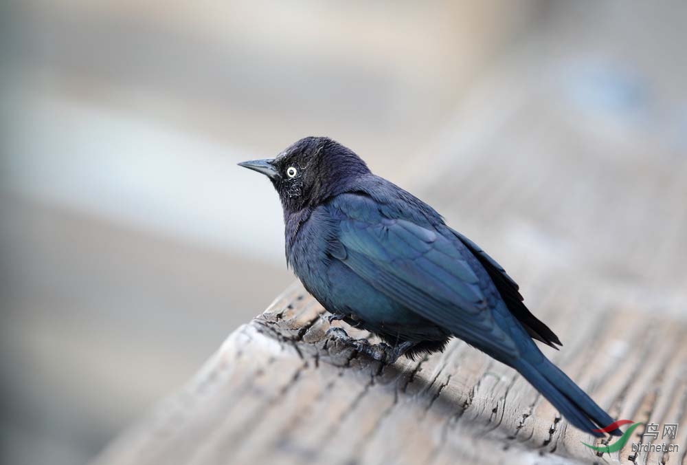 蓝头黑鹂