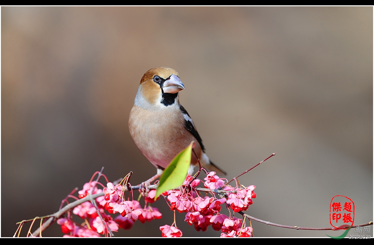 昨天拍的老西子锡嘴雀