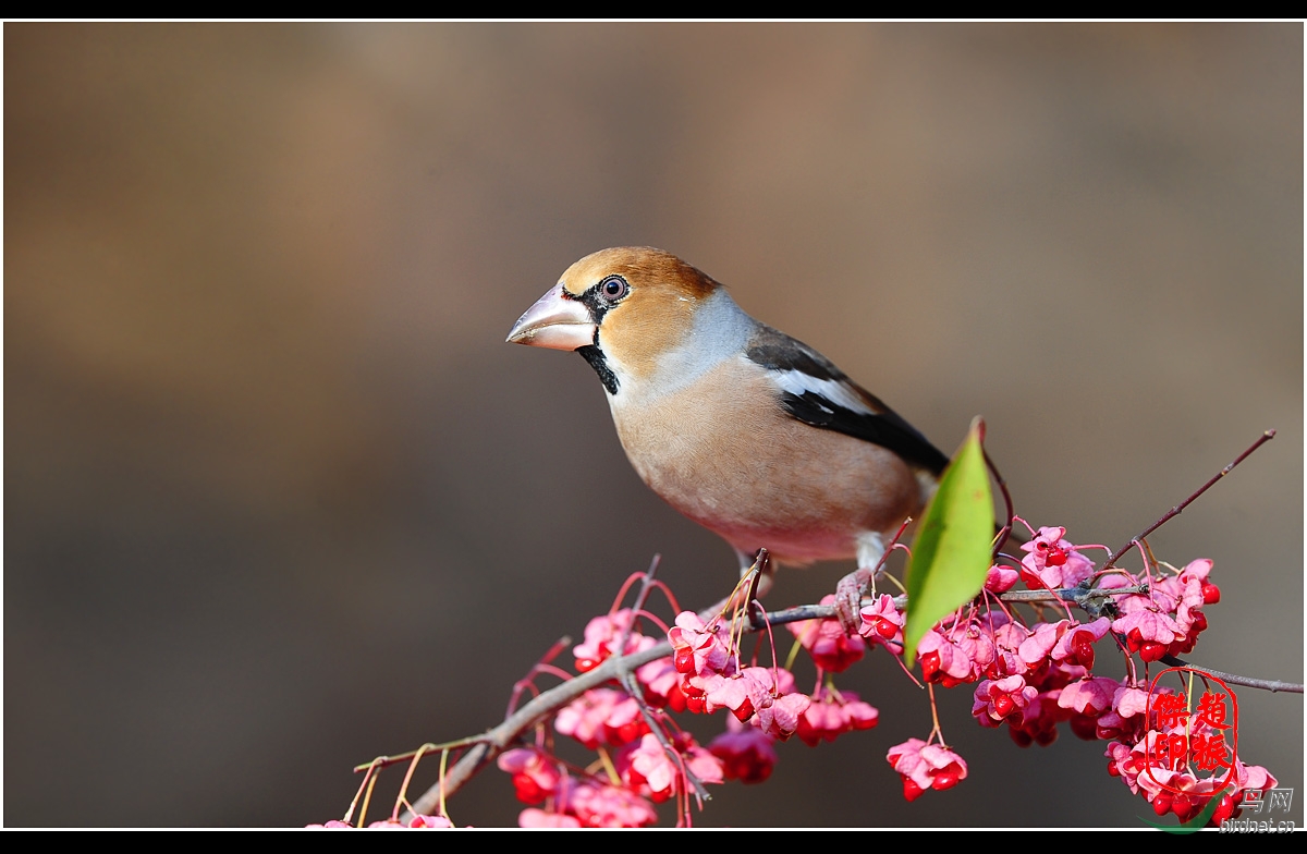 昨天拍的老西子锡嘴雀
