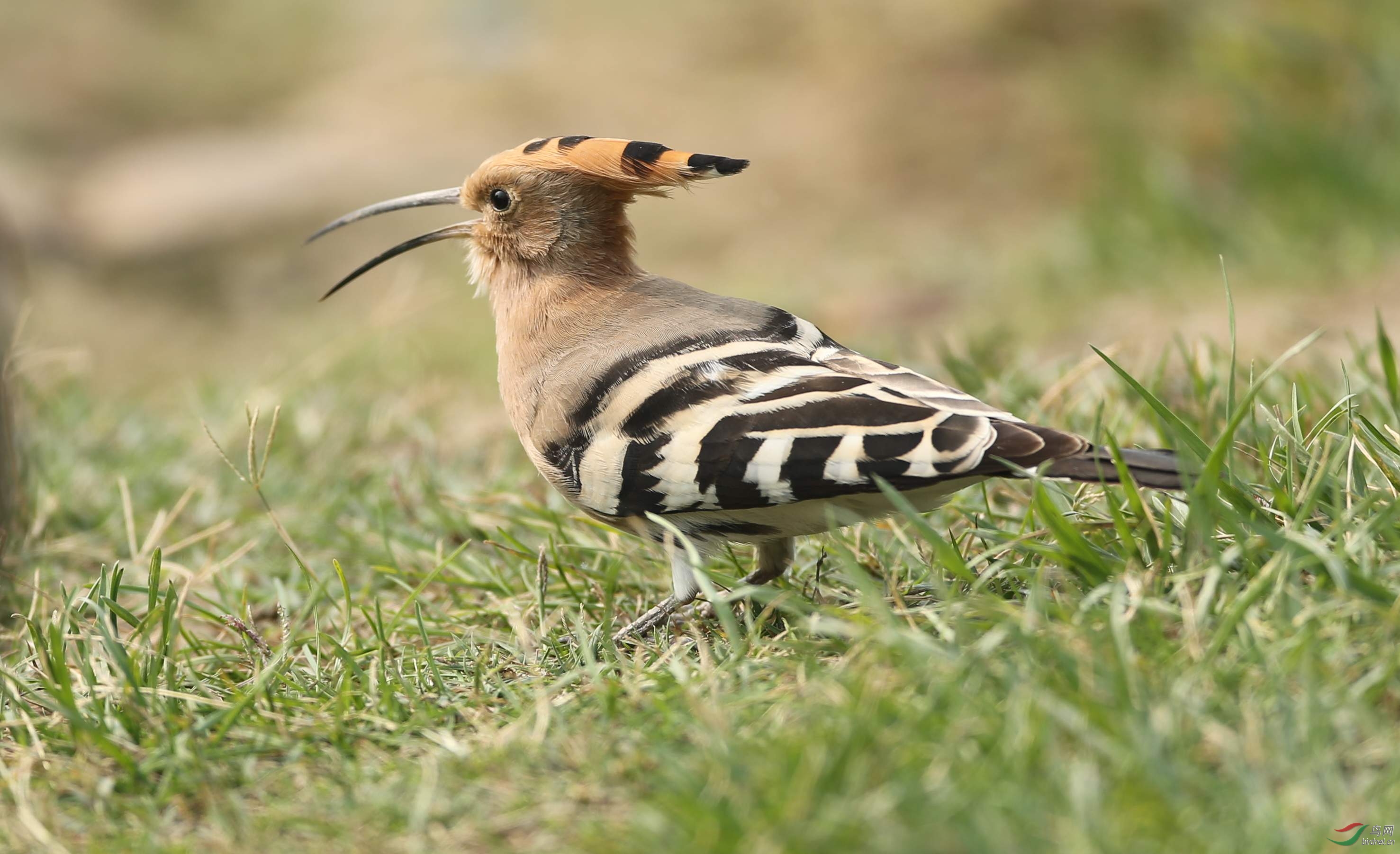 我拍的第一只戴胜鸟