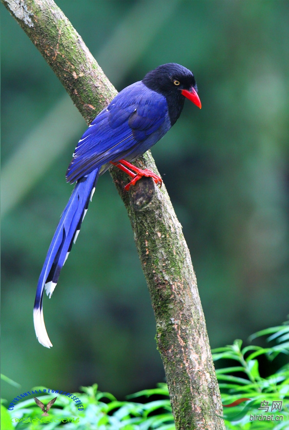 台湾蓝鹊台湾特有鸟种