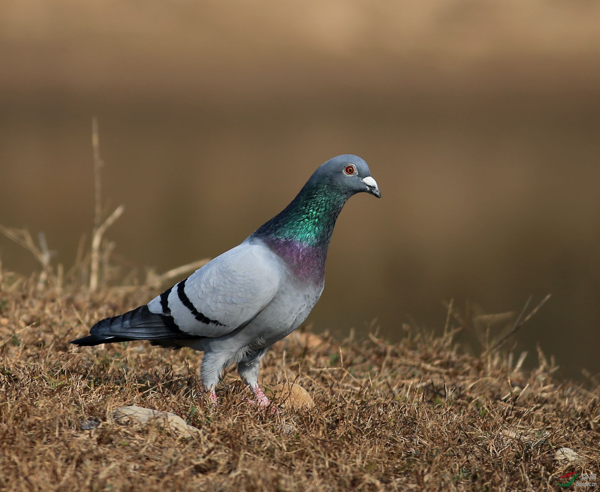 山海关石河拍岩鸽