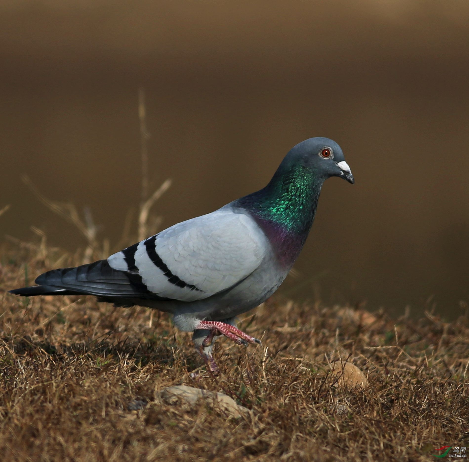 山海关石河拍岩鸽