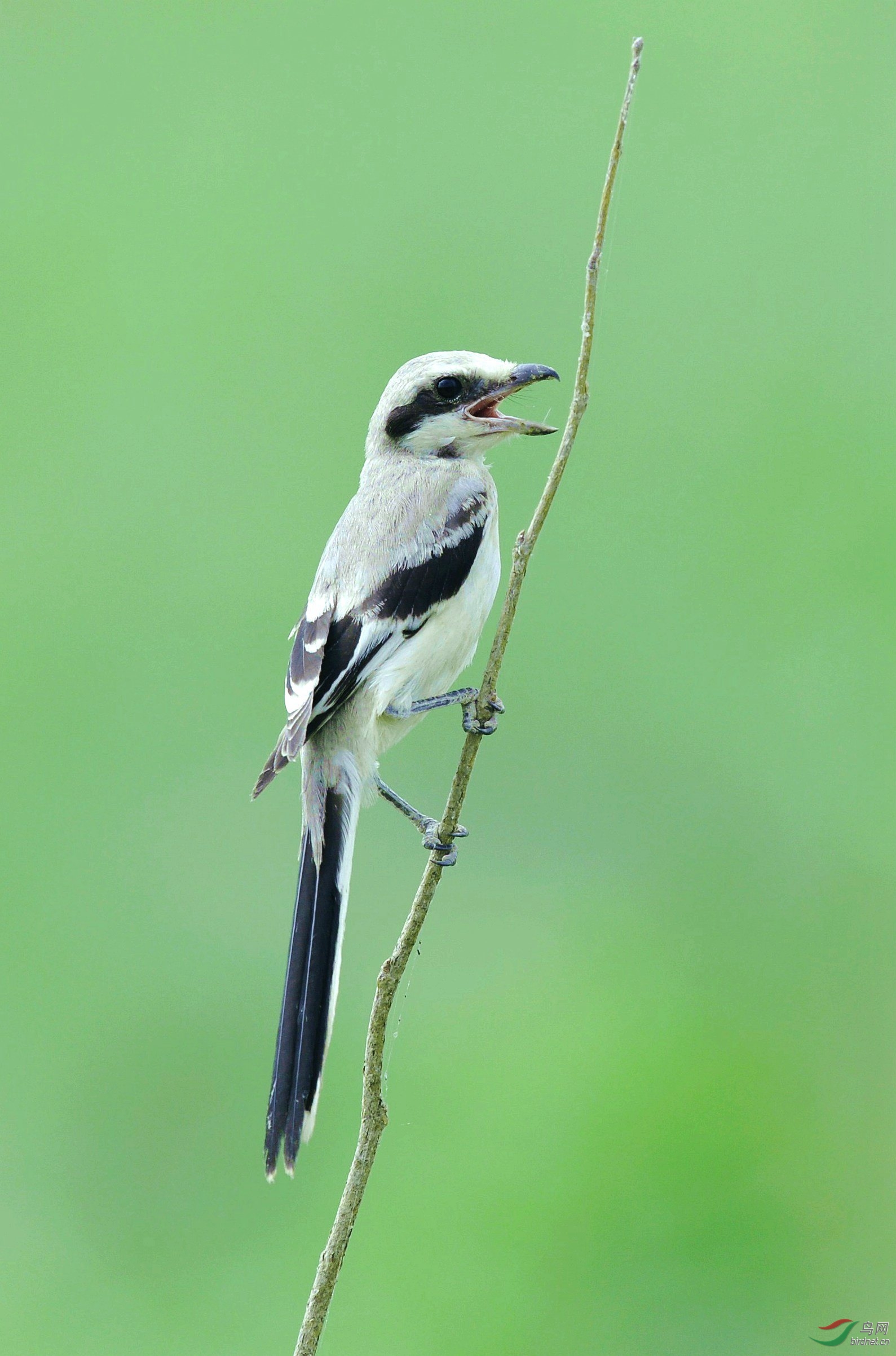 我与楔尾伯劳不得不说的故事!