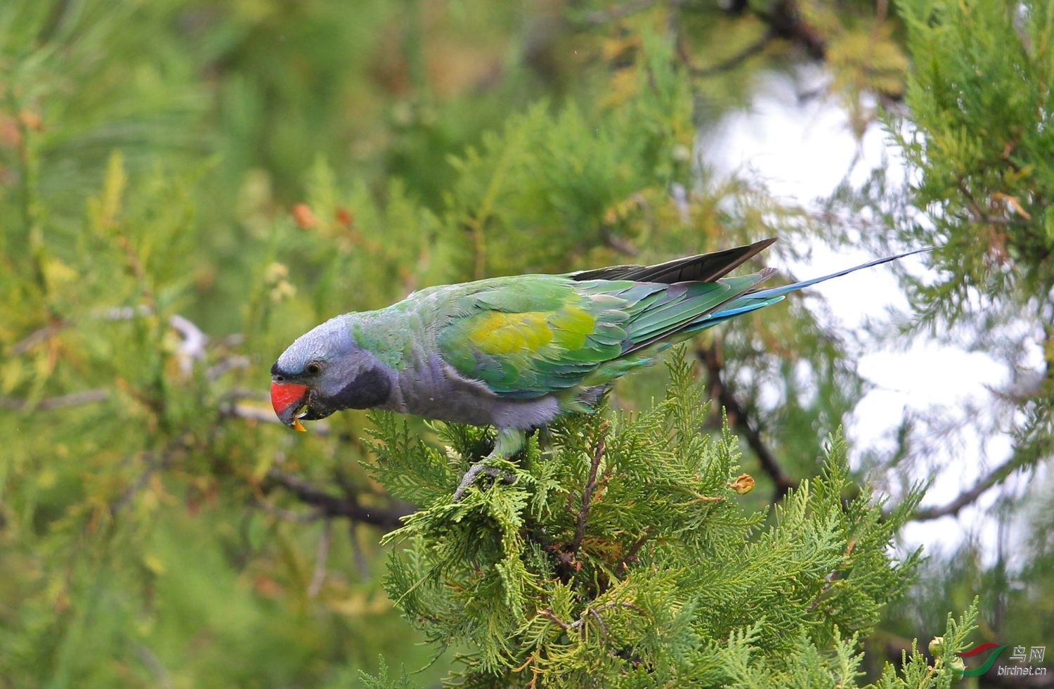 大紫胸鹦鹉