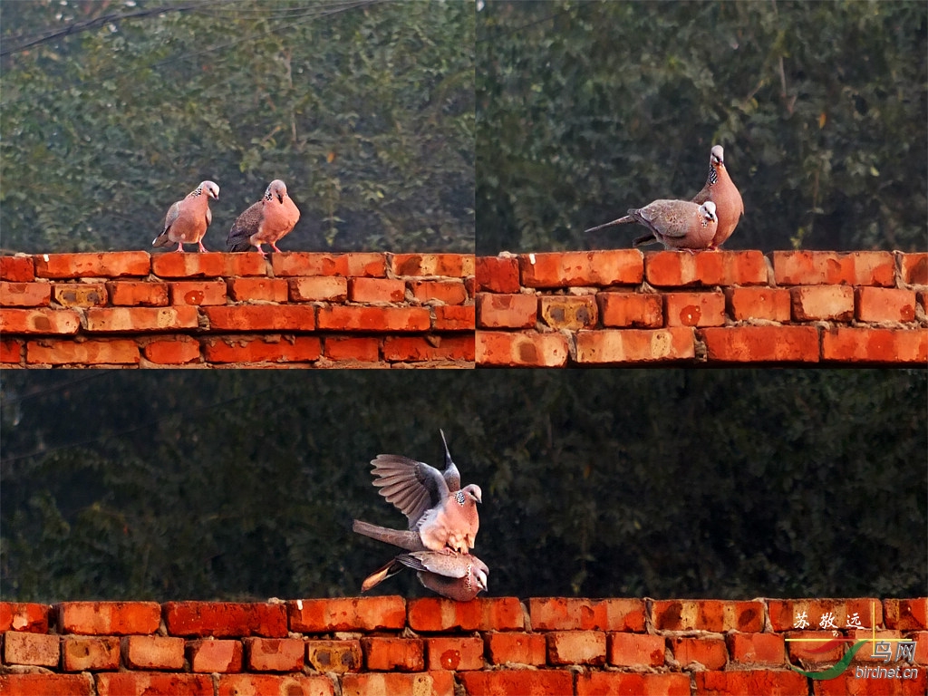 DSCF6584aСС.jpg