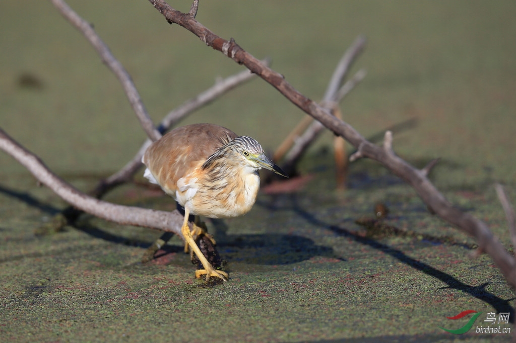 红瘤白骨顶南非摄鸟