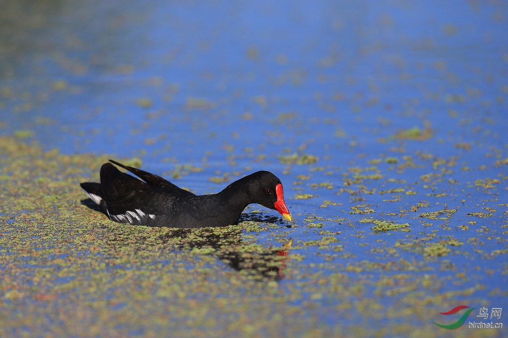 红瘤白骨顶南非摄鸟