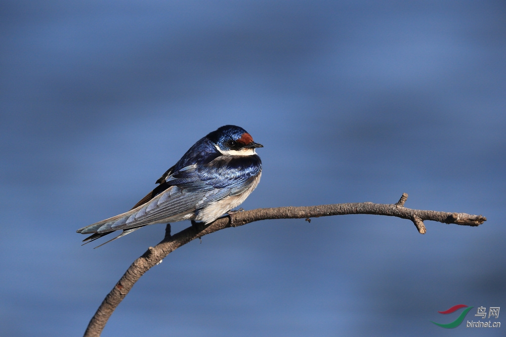 红瘤白骨顶南非摄鸟