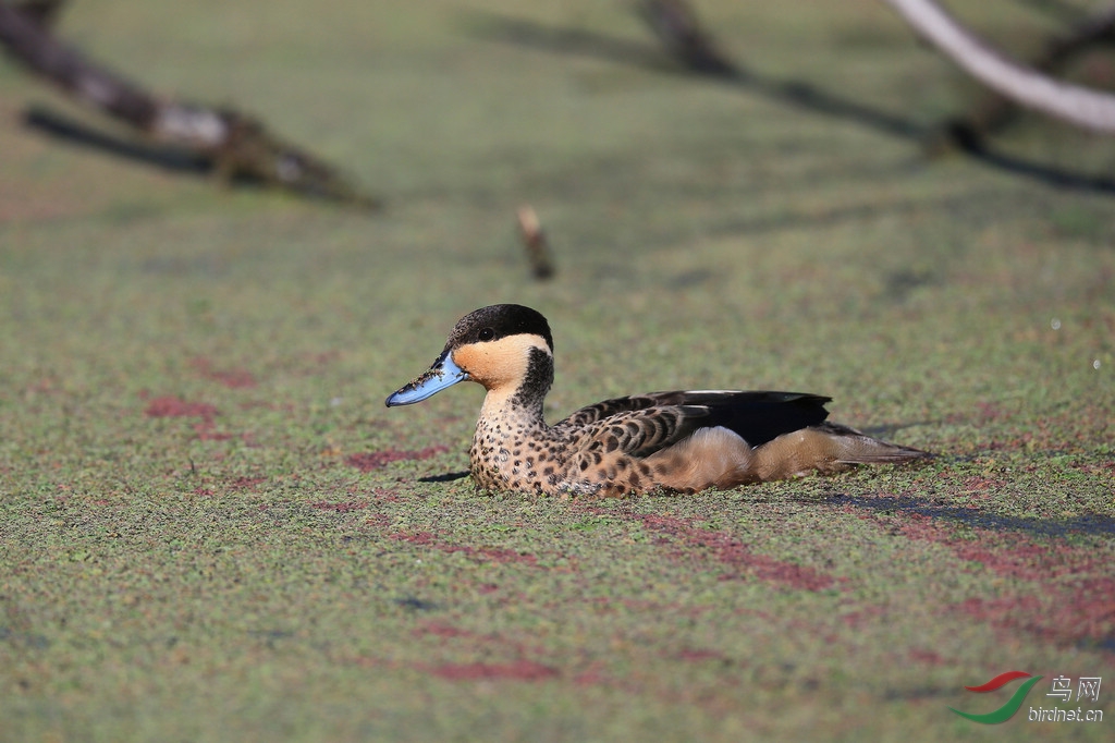 红瘤白骨顶南非摄鸟