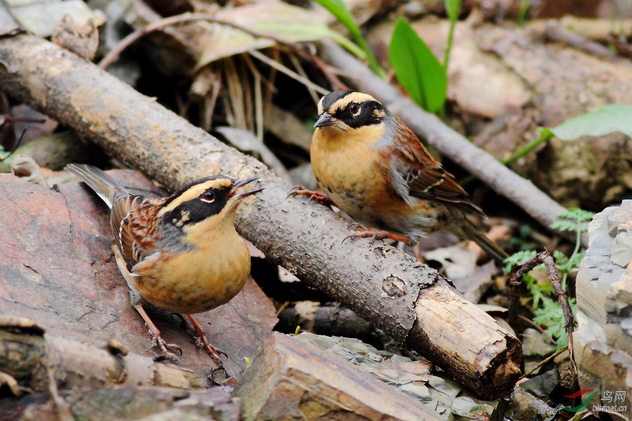 一组棕眉山岩鹨