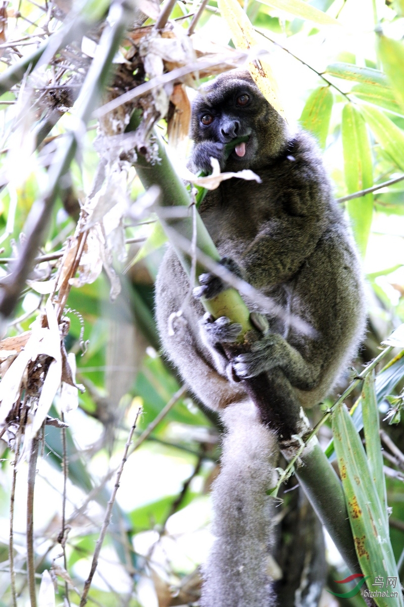 大竹狐猴也叫阔鼻驯狐猴greater bamboo lemur