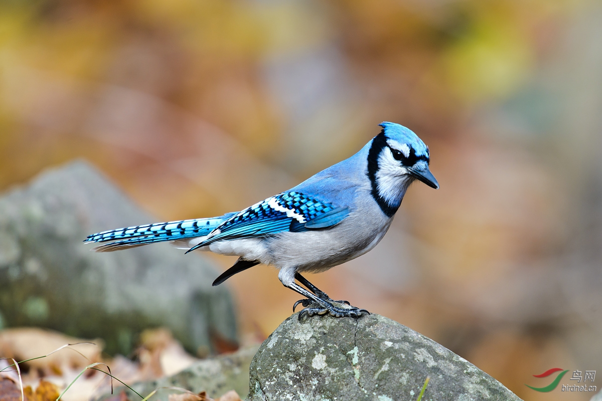 (冠蓝鸦)深秋的蓝松鸦